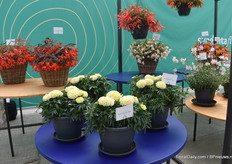 De nieuwe African Margold WhiteGold Mini (links) is volgens Floranova de eerte bijna wit bloeiende marigold in het compacte type. Daarnaast (rechts) staat een hoger type, genaamd WhiteGold Max.